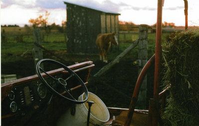 haflinger hay delivery.jpg