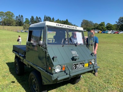 Haflinger Maleny.jpg