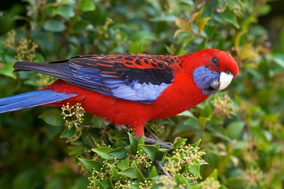 Rosella.jpg